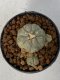 Lophophora Williamsii 5-7 cm 7 years old seed ownroot flower seedling ロフォフォラ　烏羽玉　仔吹き　サボテン