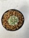 Lophophora Williamsii 5-7 cm 7 years old seed ownroot flower seedling ロフォフォラ　烏羽玉　仔吹き　サボテン