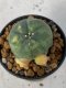 Lophophora Williamsii Variegata 4-6 cm 7 years old seed ownroot flower seedling ロフォフォラ　烏羽玉　仔吹き　サボテン