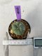 Lophophora Williamsii Variegata 4-6 cm 7 years old seed ownroot flower seedling ロフォフォラ　烏羽玉　仔吹き　サボテン