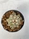 Lophophora Diffusa 4-6 cm 7 years old seed ownroot flower seedling ロフォフォラ　烏羽玉　仔吹き　サボテン