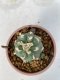 Lophophora Williamsii 5-7 cm 7 years old seed ownroot flower seedling ロフォフォラ　烏羽玉　仔吹き　サボテン