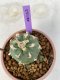 Lophophora Williamsii 5-7 cm 7 years old seed ownroot flower seedling ロフォフォラ　烏羽玉　仔吹き　サボテン