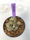 Lophophora Williamsii 5-7 cm 7 years old seed ownroot flower seedling ロフォフォラ　烏羽玉　仔吹き　サボテン