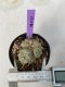 Lophophora Williamsii 5-7 cm 7 years old seed ownroot flower seedling ロフォフォラ　烏羽玉　仔吹き　サボテン