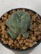 Lophophora Williamsii Variegata 5-7 cm 7 years old seed ownroot flower seedling ロフォフォラ　烏羽玉　仔吹き　サボテン