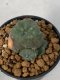 Lophophora Williamsii Variegata 5-7 cm 7 years old seed ownroot flower seedling ロフォフォラ　烏羽玉　仔吹き　サボテン