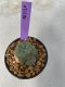 Lophophora Williamsii Variegata 5-7 cm 7 years old seed ownroot flower seedling ロフォフォラ　烏羽玉　仔吹き　サボテン