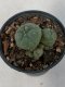 Lophophora Williamsii 5-7 cm 7 years old seed ownroot flower seedling ロフォフォラ　烏羽玉　仔吹き　サボテン