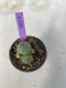 Lophophora Williamsii 5-7 cm 7 years old seed ownroot flower seedling ロフォフォラ　烏羽玉　仔吹き　サボテン