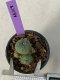 Lophophora Williamsii 5-7 cm 7 years old seed ownroot flower seedling ロフォフォラ　烏羽玉　仔吹き　サボテン