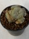 Lophophora Williamsii Variegata 5-7 cm 7 years old seed ownroot flower seedling ロフォフォラ　烏羽玉　仔吹き　サボテン