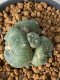 Lophophora Williamsii 5-7 cm 7 years old seed ownroot flower seedling ロフォフォラ　烏羽玉　仔吹き　サボテン