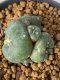 Lophophora Williamsii 5-7 cm 7 years old seed ownroot flower seedling ロフォフォラ　烏羽玉　仔吹き　サボテン