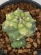 Lophophora Williamsii Variegata 4-5 cm 7 years old seed ownroot flower seedling ロフォフォラ　烏羽玉　仔吹き　サボテン