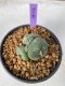 Lophophora Williamsii 5-7 cm 7 years old seed ownroot flower seedling ロフォフォラ　烏羽玉　仔吹き　サボテン