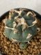 Lophophora Williamsii 5-7 cm 7 years old seed ownroot flower seedling ロフォフォラ　烏羽玉　仔吹き　サボテン