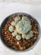 Lophophora Williamsii 5-7 cm 7 years old seed ownroot flower seedling ロフォフォラ　烏羽玉　仔吹き　サボテン