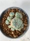 Lophophora Williamsii 5-7 cm 7 years old seed ownroot flower seedling ロフォフォラ　烏羽玉　仔吹き　サボテン