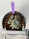 Lophophora Williamsii 5-7 cm 7 years old seed ownroot flower seedling ロフォフォラ　烏羽玉　仔吹き　サボテン