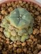 Lophophora Williamsii 5-7 cm 7 years old seed ownroot flower seedling ロフォフォラ　烏羽玉　仔吹き　サボテン