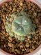 Lophophora Williamsii 5-7 cm 7 years old seed ownroot flower seedling ロフォフォラ　烏羽玉　仔吹き　サボテン