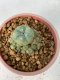 Lophophora Williamsii 5-7 cm 7 years old seed ownroot flower seedling ロフォフォラ　烏羽玉　仔吹き　サボテン