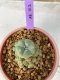 Lophophora Williamsii 5-7 cm 7 years old seed ownroot flower seedling ロフォフォラ　烏羽玉　仔吹き　サボテン