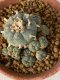 Lophophora Williamsii 5-7 cm 7 years old seed ownroot flower seedling ロフォフォラ　烏羽玉　仔吹き　サボテン