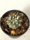 Lophophora Williamsii 5-7 cm 7 years old seed ownroot flower seedling ロフォフォラ　烏羽玉　仔吹き　サボテン