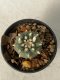 Lophophora Williamsii 5-7 cm 7 years old seed ownroot flower seedling ロフォフォラ　烏羽玉　仔吹き　サボテン