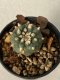 Lophophora Williamsii 5-7 cm 7 years old seed ownroot flower seedling ロフォフォラ　烏羽玉　仔吹き　サボテン