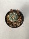 Lophophora Williamsii 5-7 cm 7 years old seed ownroot flower seedling ロフォフォラ　烏羽玉　仔吹き　サボテン