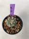 Lophophora Williamsii 5-7 cm 7 years old seed ownroot flower seedling ロフォフォラ　烏羽玉　仔吹き　サボテン