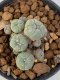 Lophophora Williamsii 4-5 cm 7 years old seed ownroot flower seedling ロフォフォラ　烏羽玉　仔吹き　サボテン