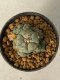 Lophophora Williamsii Variegata 5-7 cm 7 years old seed ownroot flower seedling ロフォフォラ　烏羽玉　仔吹き　サボテン