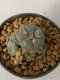 Lophophora Williamsii Variegata 5-7 cm 7 years old seed ownroot flower seedling ロフォフォラ　烏羽玉　仔吹き　サボテン