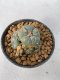 Lophophora Williamsii Variegata 5-7 cm 7 years old seed ownroot flower seedling ロフォフォラ　烏羽玉　仔吹き　サボテン