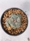 Lophophora Williamsii Variegata 5-7 cm 7 years old seed ownroot flower seedling ロフォフォラ　烏羽玉　仔吹き　サボテン