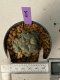 Lophophora Williamsii Variegata 5-7 cm 7 years old seed ownroot flower seedling ロフォフォラ　烏羽玉　仔吹き　サボテン