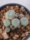 Lophophora Williamsii 4-5 cm 7 years old seed ownroot flower seedling ロフォフォラ　烏羽玉　仔吹き　サボテン