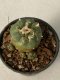 Lophophora jourdaniana 5-7 cm 7 years old seed ownroot flower seedling ロフォフォラ　烏羽玉　仔吹き　サボテン