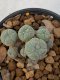 Lophophora Williamsii 4-5 cm 7 years old seed ownroot flower seedling ロフォフォラ　烏羽玉　仔吹き　サボテン