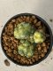 Lophophora Williamsii Variegata 5-7 cm 7 years old seed ownroot flower seedling ロフォフォラ　烏羽玉　仔吹き　サボテン