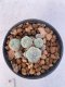 Lophophora Williamsii 4-5 cm 7 years old seed ownroot flower seedling ロフォフォラ　烏羽玉　仔吹き　サボテン