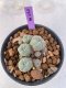 Lophophora Williamsii 4-5 cm 7 years old seed ownroot flower seedling ロフォフォラ　烏羽玉　仔吹き　サボテン