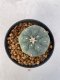 Lophophora Williamsii Variegata 4-5 cm 7 years old seed ownroot flower seedling ロフォフォラ　烏羽玉　仔吹き　サボテン