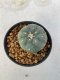 Lophophora Williamsii Variegata 4-5 cm 7 years old seed ownroot flower seedling ロフォフォラ　烏羽玉　仔吹き　サボテン