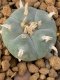 Lophophora Williamsii var. pentagona 4-5 cm 7 years old seed ownroot flower seedling ロフォフォラ　烏羽玉　仔吹き　サボテン