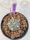 Lophophora Williamsii var. pentagona 4-5 cm 7 years old seed ownroot flower seedling ロフォフォラ　烏羽玉　仔吹き　サボテン